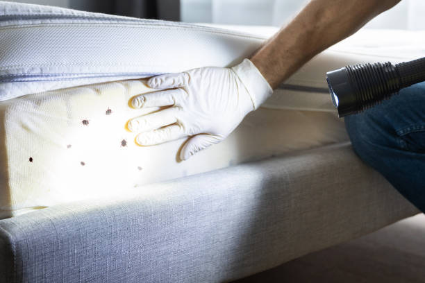 Best Local Pest Control Services  in Renova, MS